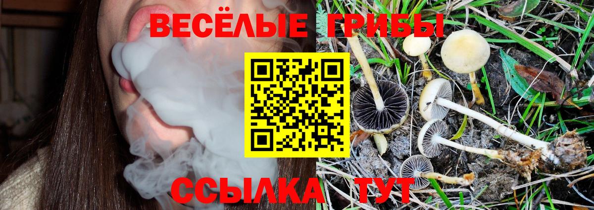 Галлюциногенные грибы Psilocybine cubensis  Вход с VPN  Новоалтайск 
